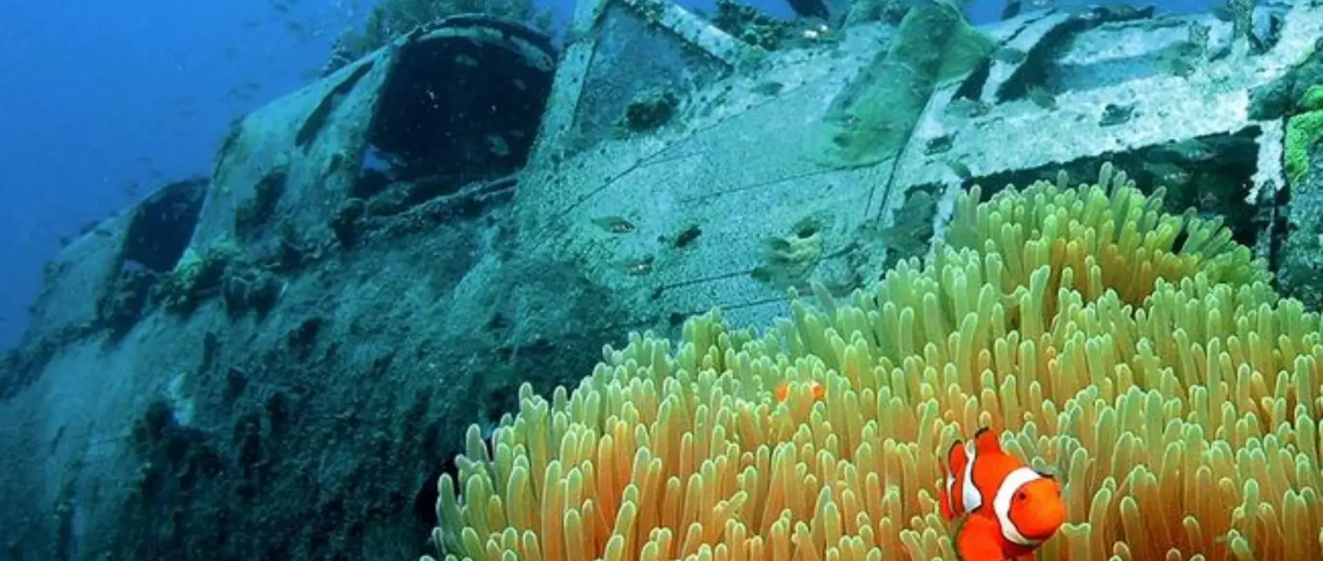 Coral-covered wreck and clownfish on a Milne Bay dive site.