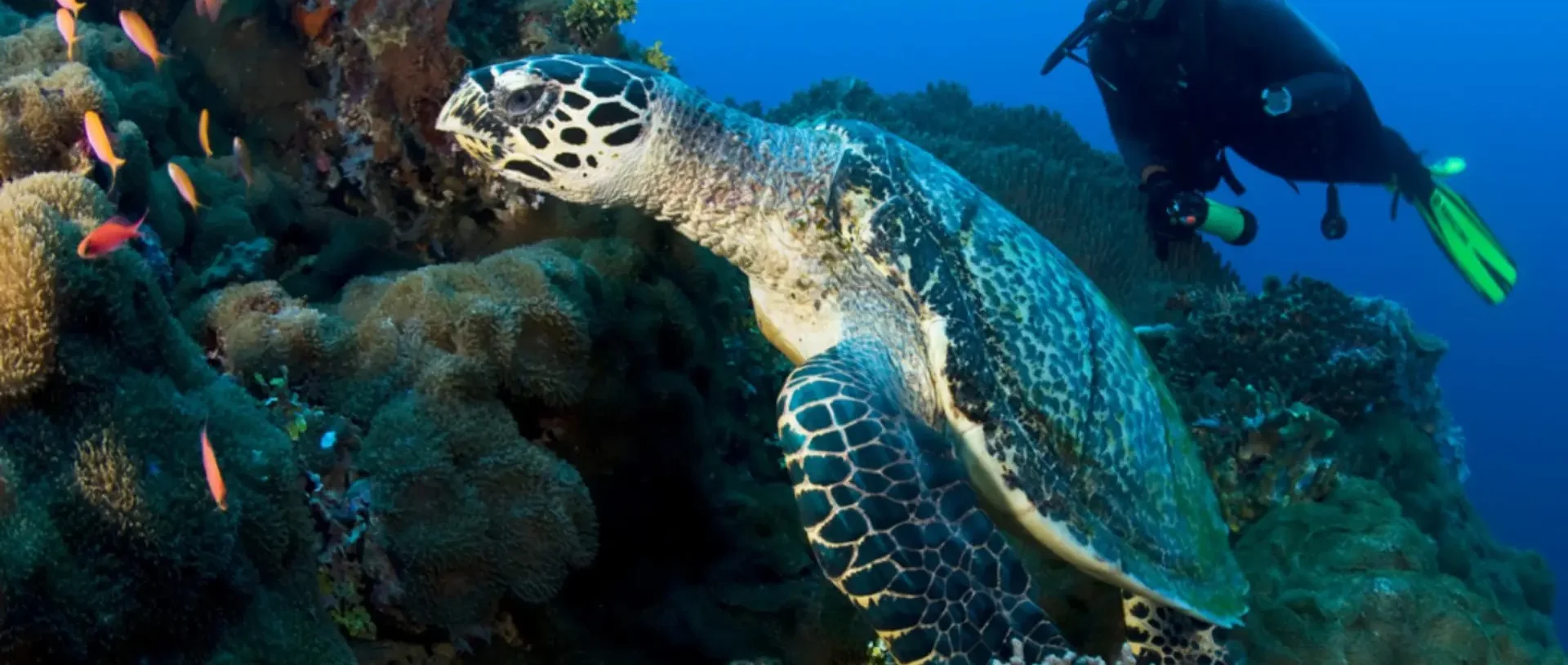 Hawksbill turtle and a scuba diver on a vivid Papua New Guinea reef.