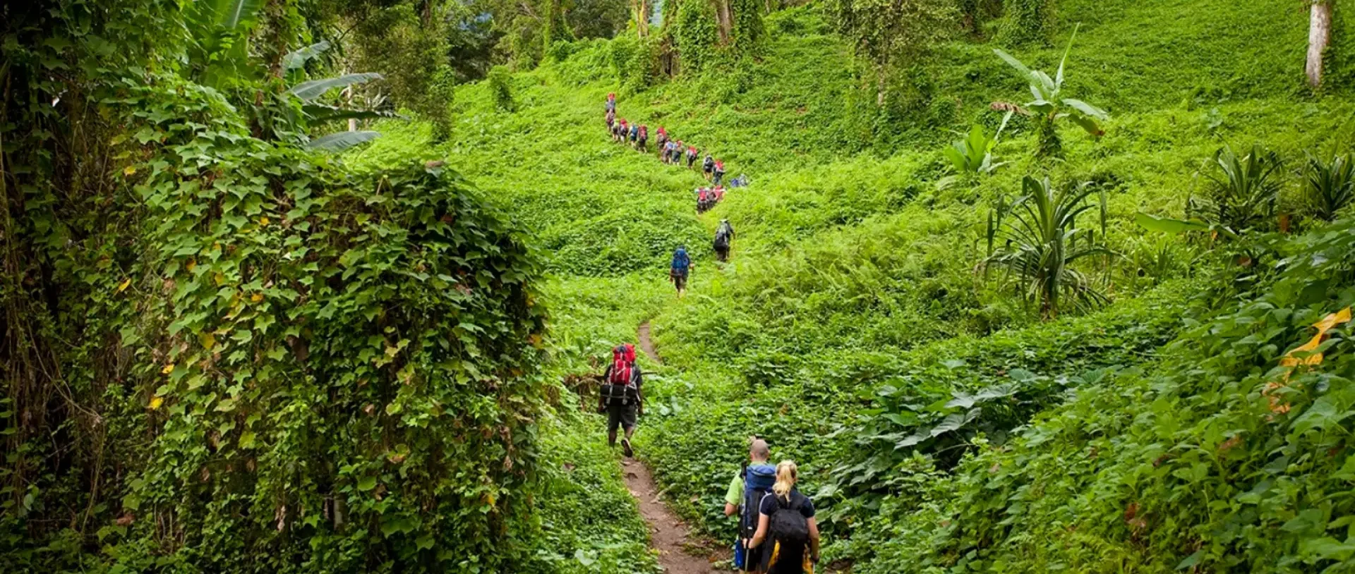 Trekkers climbing a jungle trail on the Kokoda Track.